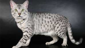 Nenechte se dohnat: 5 z nejvíce vysokorychlostních plemen koček